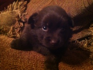 CKC POMERANIAN PUPS FOR SALE