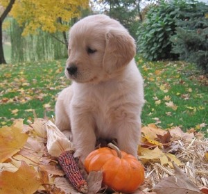 Cute Golden Retriever Pups Ready For Caring Homes Today