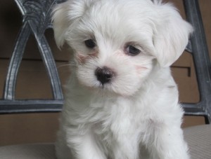 Cute Maltese Pups Ready For Lovely Homes Today