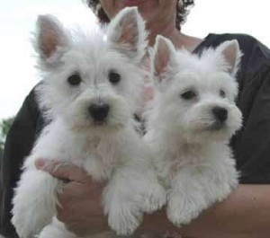 West Highland Terrier Puppies available