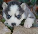 Siberian husky puppies , akc reg.blue eyes!