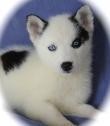 Gorgeous Siberian Husky Puppy (9weeks Old) for Sale