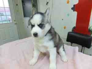 beautiful babies requires a good Siberian Husky puppies for good home
