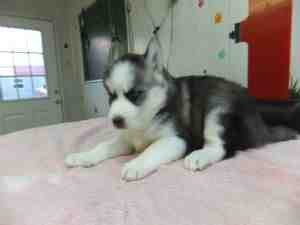 Excellent And Cute Siberian Husky Puppies For Free Adoption