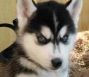 Healthy 12week old Siberian Husky Puppies For sale