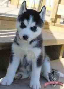 Gorgeous And Vet Checked Siberian Husky Puppies.