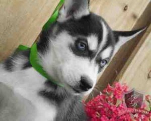 Playful Blue Eyes Siberian Husky Puppies.