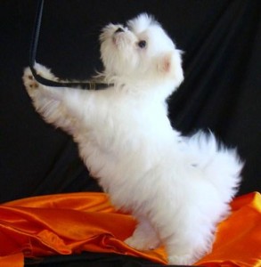 Awesome Maltese Puppy / 12 weeks old.