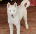 Siberian Husky stunning pedigree husky -