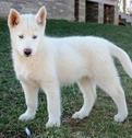 Black and White Blue eyes Siberian Husky Puppies available