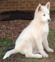 Family Friendly Siberian Huskies Male and Female