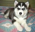 Full Bloodied Siberian Husky Puppies for sale!