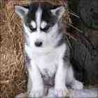 Casper and angel are blue eye Siberian husky puppies Up to date on Shot