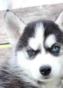 Affectionate Blue Eyes Siberian Husky Puppies Ready Now To Go