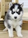 Good With Kid Siberian Husky Puppies Ready To Accept New Families