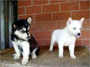 dasching husky pups for kids for Free