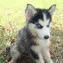 AKC REG.blk&amp; whtMALE SIBERIAN HUSKY'S , CH LINES for Free