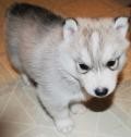 Great Looking Gray And White Siberian Husky Puppies Ready Now To Go