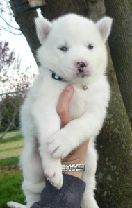 lovely Siberian husky puppies for adoption