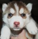 So Sweet And Pottty Raised Akc Siberian Husky now