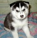 Lovely siberian husky puppies ready for adoption