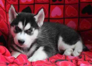 So hood Siberian Husky puppy