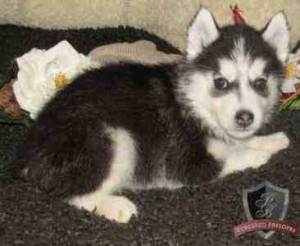 Cute and lovely Siberian husky puppies out seeking for a new home.