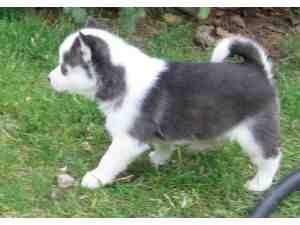 CKC husky puppies...