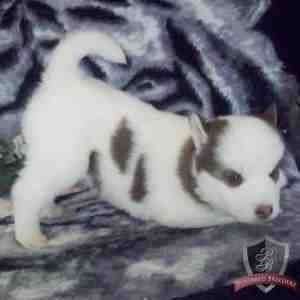 familiar Siberian husky puppies for Free