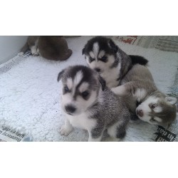 Ewane Siberian Husky Puppies For Cherishable Homes For Sale for Free