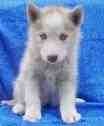 Ambuya Blue Eyes siberian Husky puppies For sale for Free