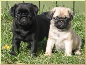 We Have 2 Lovely Pug Puppys 1 Black Boys 1 Fawn Girl  FOR ADOPTION