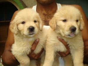 Male and Female Golden Retreiver Puppies