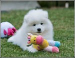 Top quality Samoyed puppies for adoption