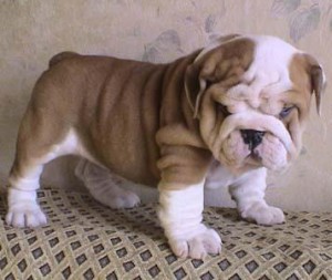 Energetic PURE BREED ENGLISH BULLDOG