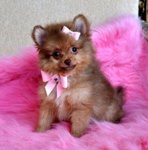 Cute Pomeranian Puppies For Sale