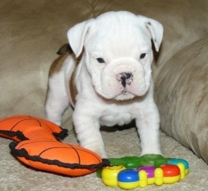 X-mas English Bulldog Puppies For Young Kids