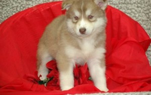 AKC Siberian Husky Puppy For Re-Homing.Happy Halloween ha!!!