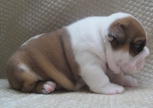 Beautiful English Bulldog puppies For Adoption