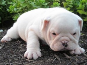 Gorgeous Teacup Maltese puppies for adoption