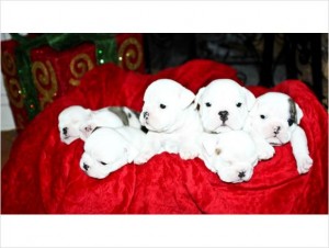 Adorable english bulldog puppies available