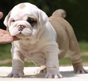 OUTSTANDING ENGLISH BULLDOG PUPPIES FOR ADOPTION