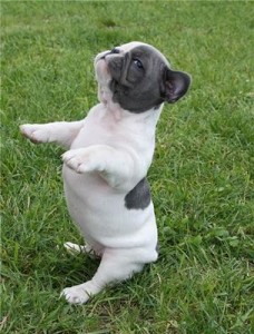 Delighted Male and female French Bulldog puppies