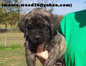 X-MAS Mastiff Puppies for this up coming X-Mass