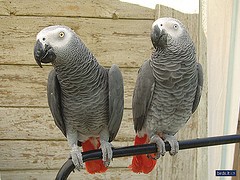 DNA Congo African Grey Parrot For adoption