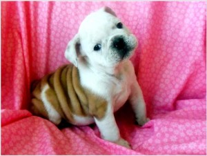 AKC English Bulldog Puppies For Free Adoption