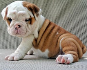 Top Quality English Bulldog Puppies for xmas