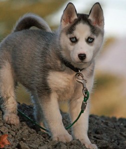 12weeks old Siberian husky puppies.