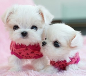 humble and obidien maltese puppies