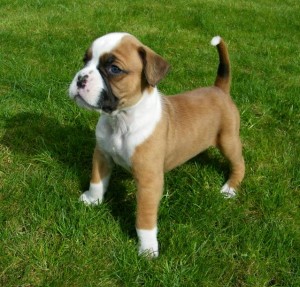 2 adorable and admirable boxer puppies